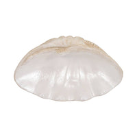 Polyresin Coastal Novelty Shell Bowl - Ivory, 16 in. Sagebrook Home