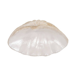 Polyresin Coastal Novelty Shell Bowl - Ivory, 16 in. Sagebrook Home