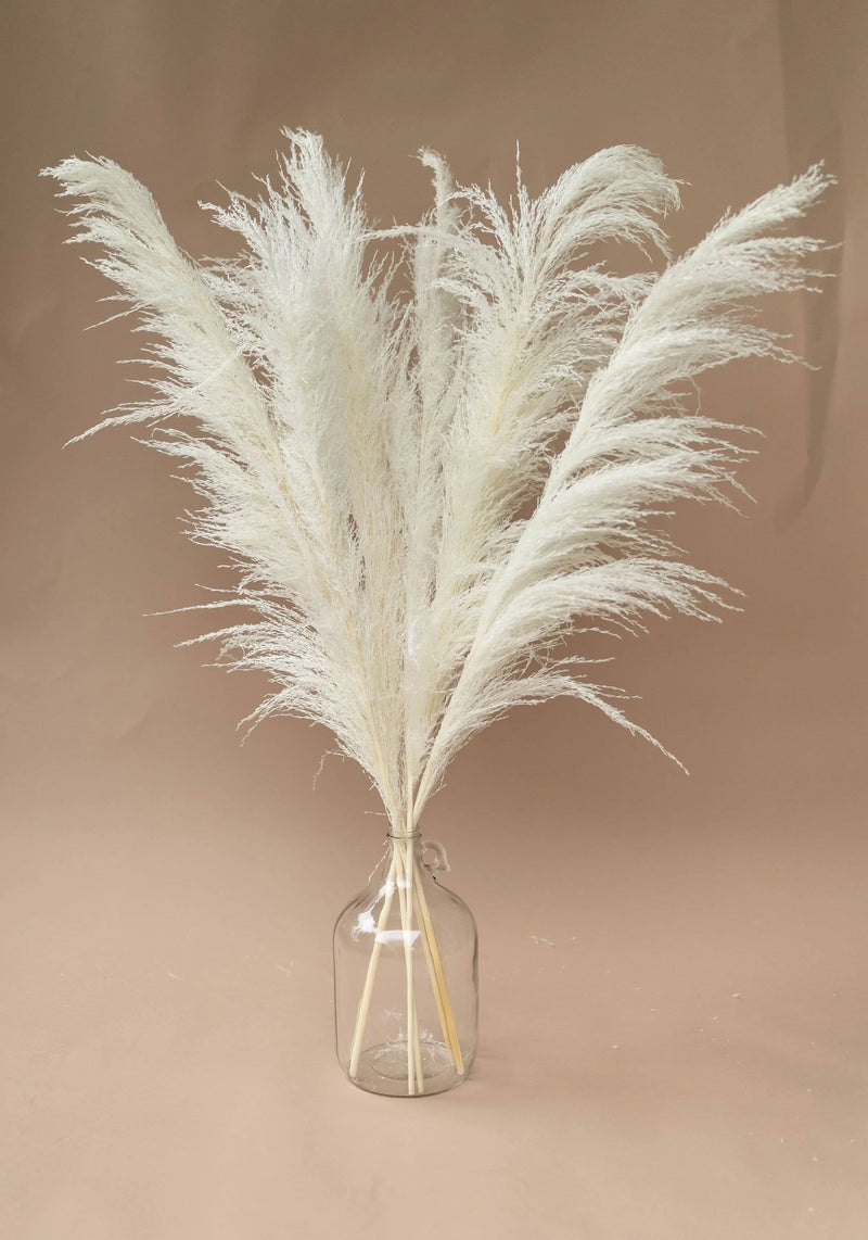 White Willow Pampas Grass By Two FIelds